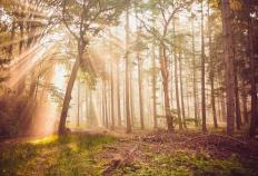 網(wǎng)球新(xīn)星赢得大满贯冠军