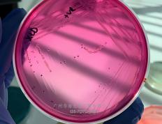 丹(dān)麦ssi中国官网中文版